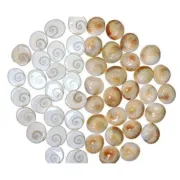 Puja Samagri- Gomati Chakra/Navi Sankha (गोमती चक्र)10pc Approx:10g
