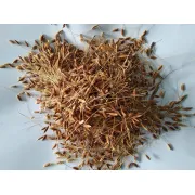 Puja Samagri- Jungye Dhan ((जुङ्ग्य धन) 50g