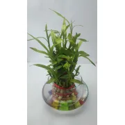 Lucky Bamboo-3 Step