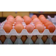 1 crate egg