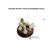 Succulents Bouquets In Hand Made Clay Pot