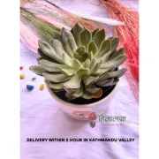 Echeveria Elegans