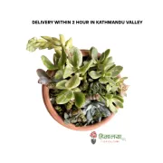 Succulent Mix Bouquet In Hand Made Clay Pot