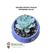 Echeveria Succulent