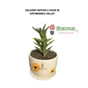 Tiger Tooth Aloe
