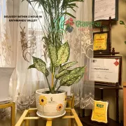 Aglaonema Snow White Plant With Sunflower Printed Pot