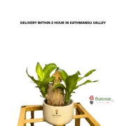Brazilian Lucky Bamboo With Laughing Buddha In Ceramic Pot