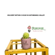 Succulent plant