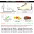Luxurious Breathable Authentic Sneaker For Women ( 098 )