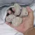 Pumice Stone 1KG For Aquarium Filtration And Garden Decoration By Crown Aquatics