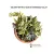 Succulent Mix Bouquet In Hand Made Clay Pot