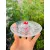 Good Luck Crystal Glass Turtle With Plate Set